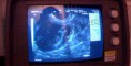 /album/photogallery/a2013-0211-evening-sunbeam-bengal-caz-bengal-katzen-ultrasound-test-kitten-3-4-jpg/